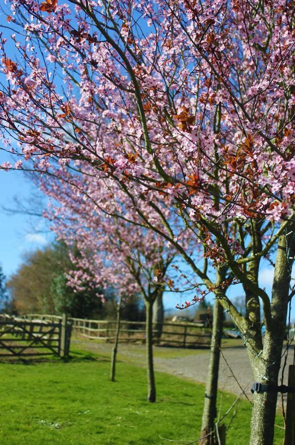 Hopgarden Glamping Luxury Shepherds Huts Wadhurst Exteriör bild